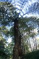 Unusual Cyathea tree fern, Tree fern gully, Pirianda Gardens IMG_7139